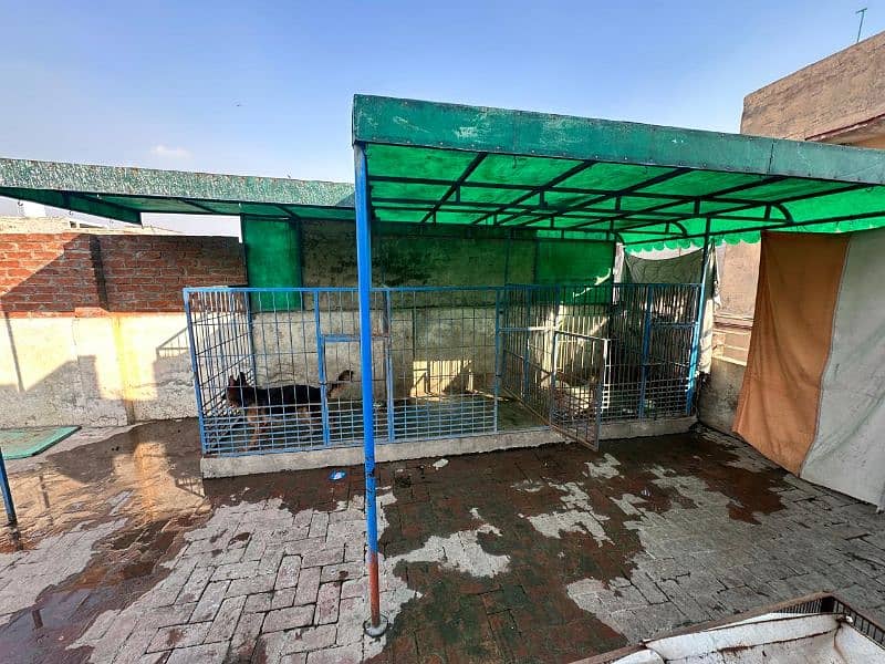 Heavy big size cage shed for urgent sell 1