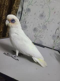 Corella Cockatoo