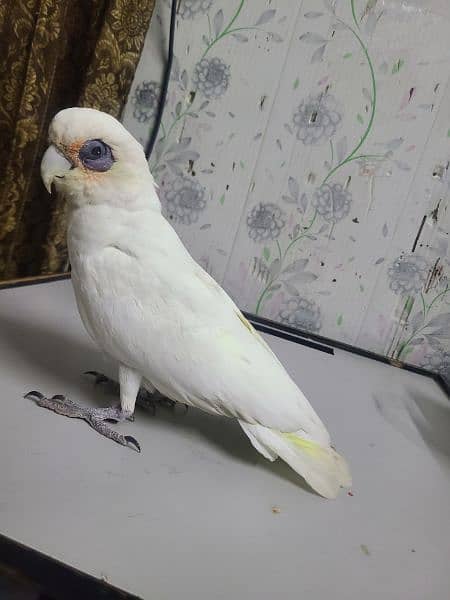 Corella Cockatoo 0