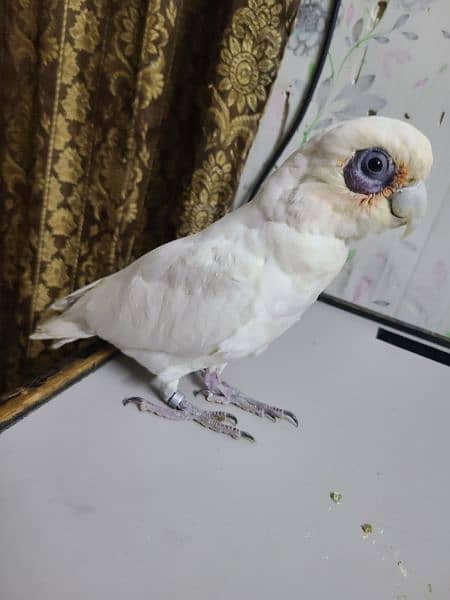 Corella Cockatoo 1