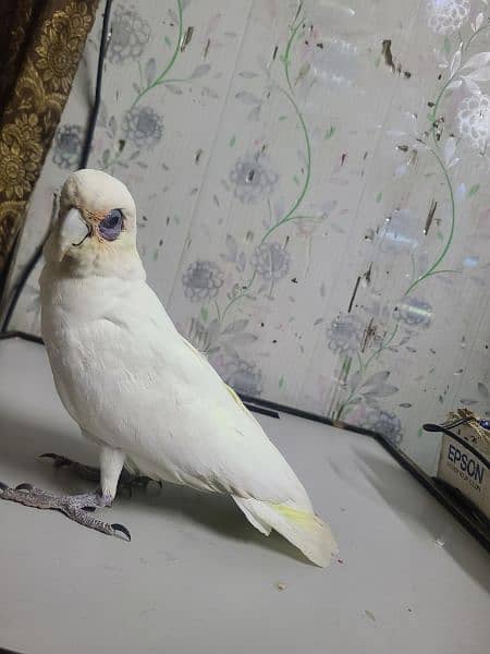 Corella Cockatoo 2