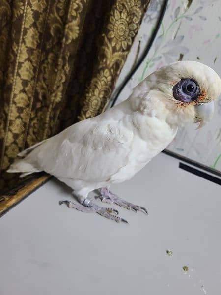 Corella Cockatoo 3