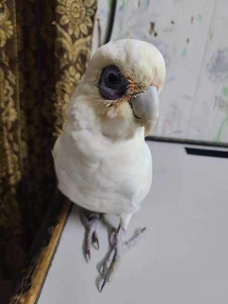 Corella Cockatoo 4