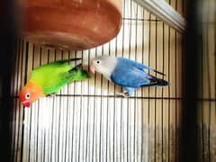 Lovebirds breeder pair for sale