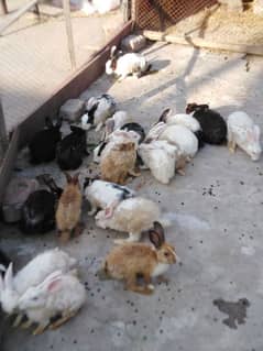 healthy and active male rabbits for sale 5 piece 5000/  03035846813