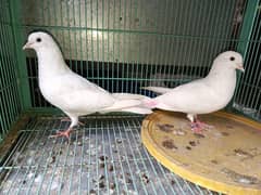 white pigeon pair 0