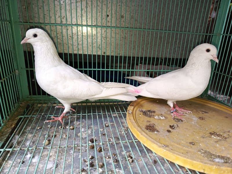 white pigeon pair 1