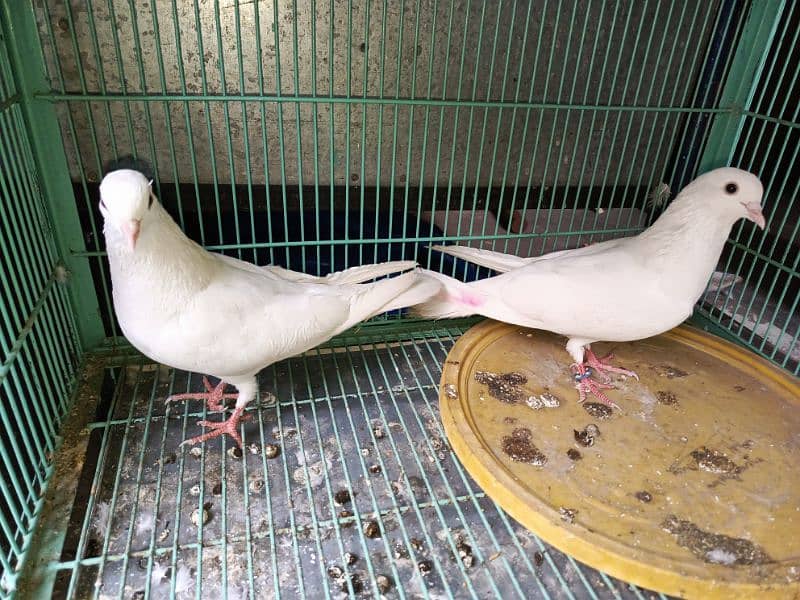 white pigeon pair 2