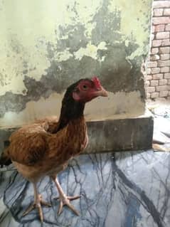 hen