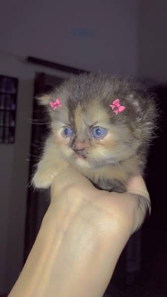 30 days persian kitten 1