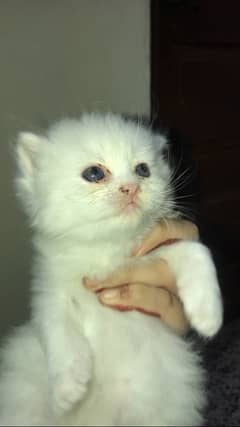 30 days persian kitten