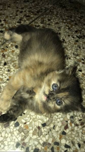 30 days persian kitten 2