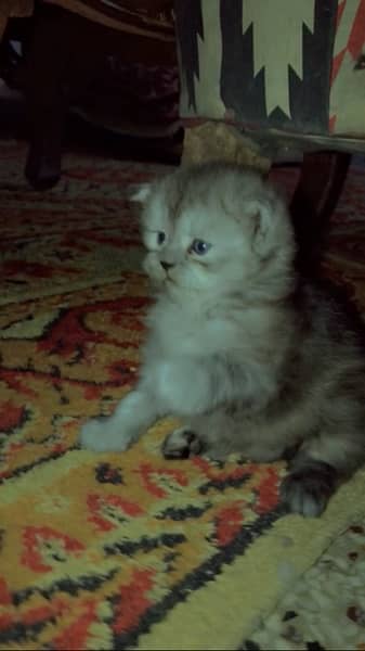 30 days persian kitten 3