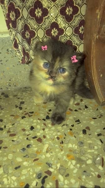 30 days persian kitten 4