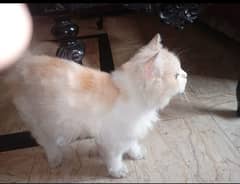 White golden persian cat with cat food