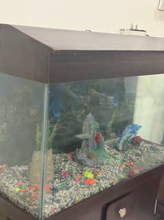 Fish Aquarium