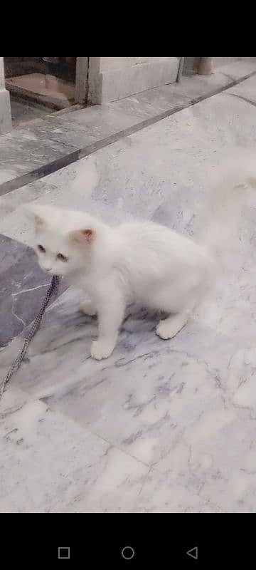 russion white cat 1