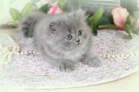 White and grey triple coated kitten