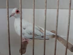 Silver pied female