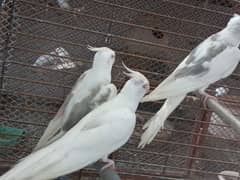 v pied cockatiel