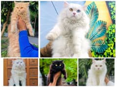 Persian kitten cats 0