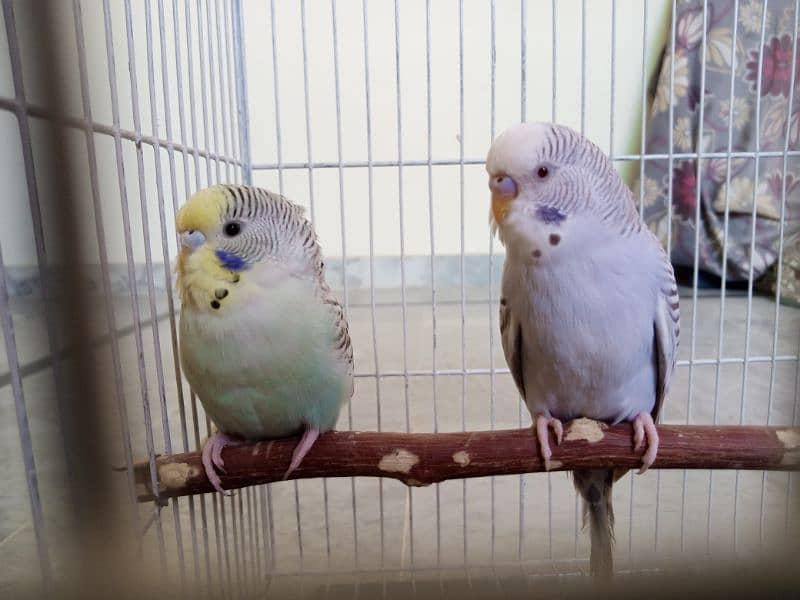 budgies 1