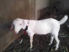 gulabi tedda 7 month breeder