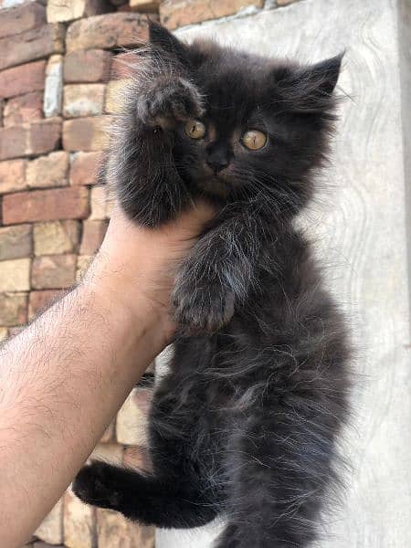 Persian cat semi punched and Grey cat doll face 0