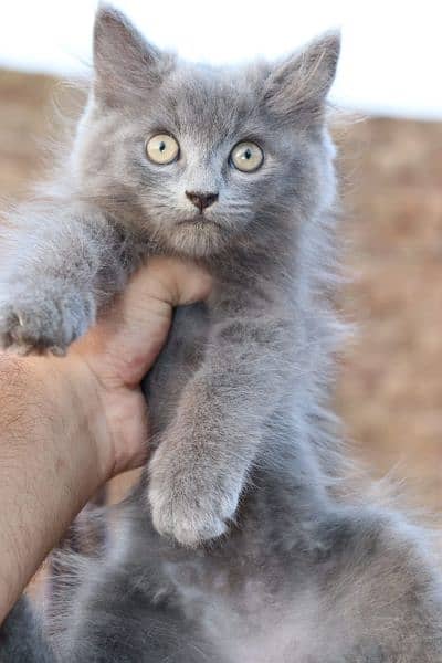 Persian cat semi punched and Grey cat doll face 1