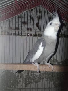 Cockatiel males 1 white face, 1 grey