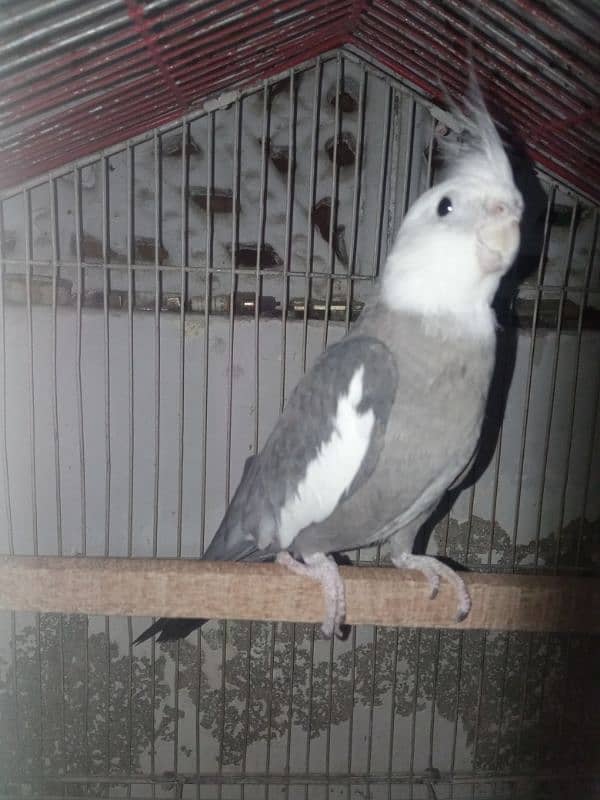 Cockatiel males 1 white face, 1 grey 2