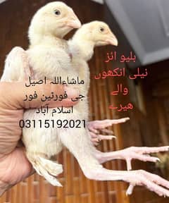 Heera Breeder / Heera Chicks / Heera Murgha/ Aseel