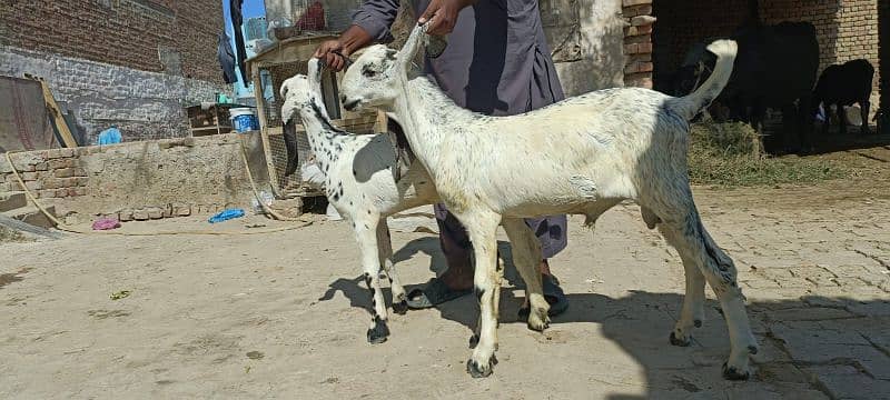 Male female goat for sale 3