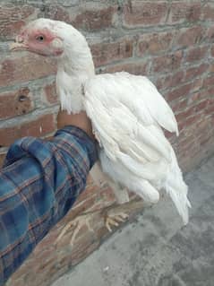 young white heera aseel female for sale 0