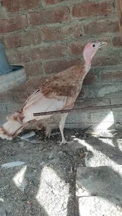 Red Turkey young female