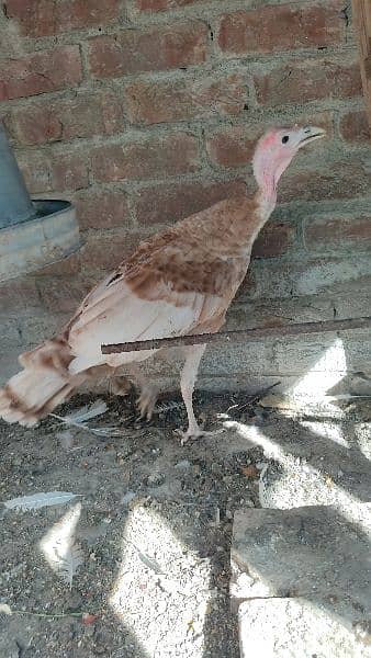 Red Turkey young female 0