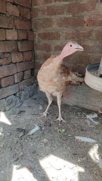 Red Turkey young female 2