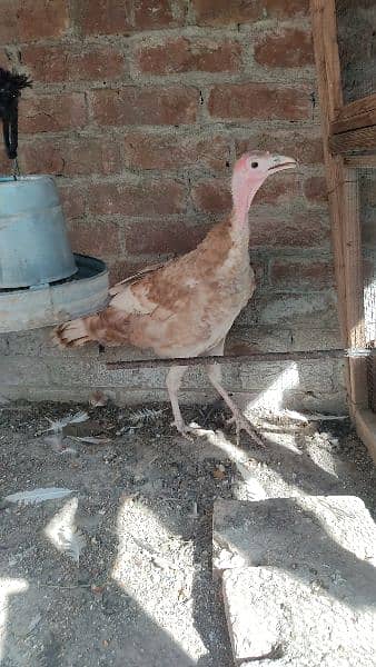 Red Turkey young female 3