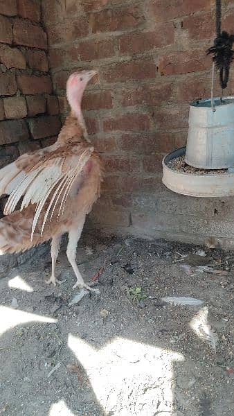 Red Turkey young female 4