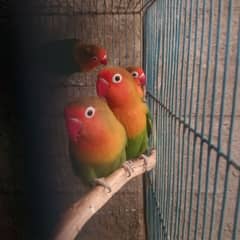 fisher ,budgie, cockatiel, finch breeders, and females 0