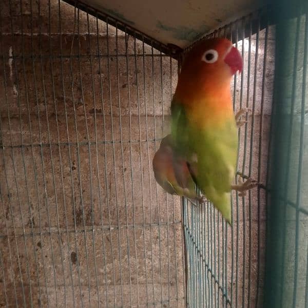 fisher ,budgie, cockatiel, finch breeders, and females 3