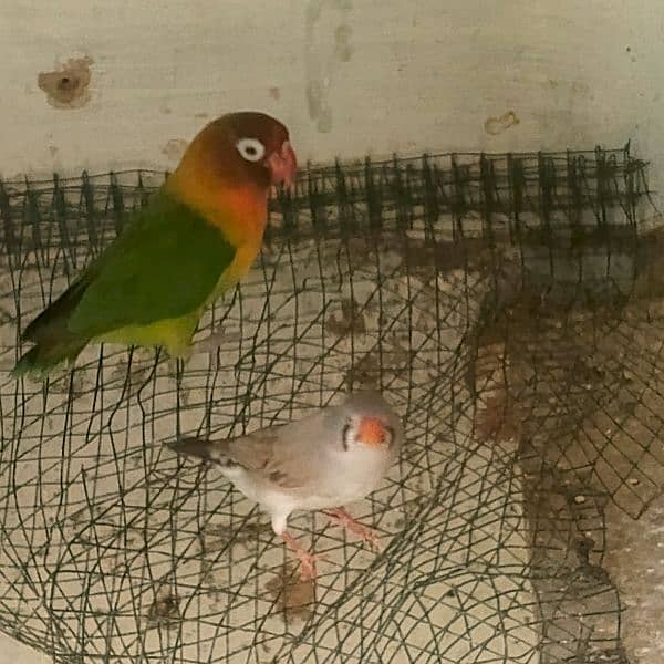 fisher ,budgie, cockatiel, finch breeders, and females 4