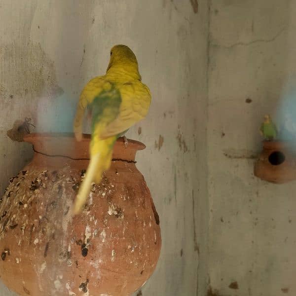 fisher ,budgie, cockatiel, finch breeders, and females 5