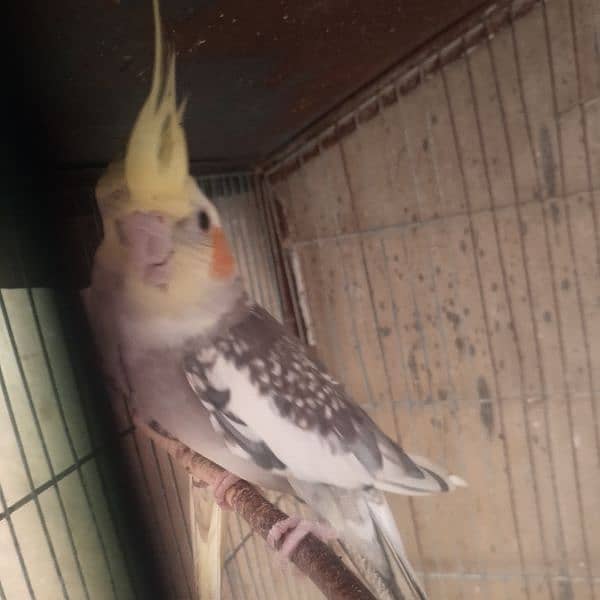 fisher ,budgie, cockatiel, finch breeders, and females 7