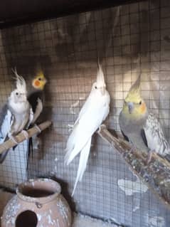 2 pairs cockatiel