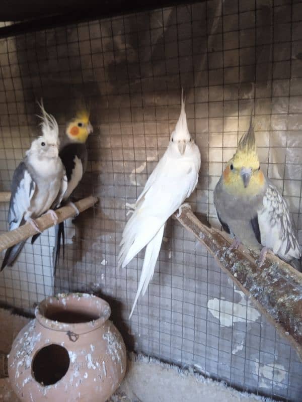 2 pairs cockatiel 1