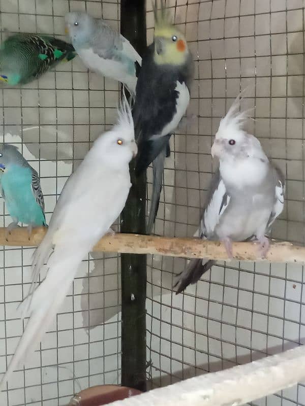 2 pairs cockatiel 2