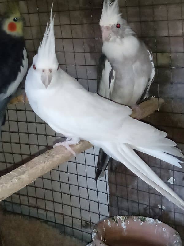 2 pairs cockatiel 3