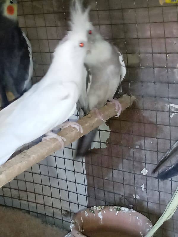 2 pairs cockatiel 4