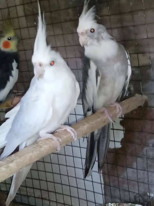 2 pairs cockatiel 5